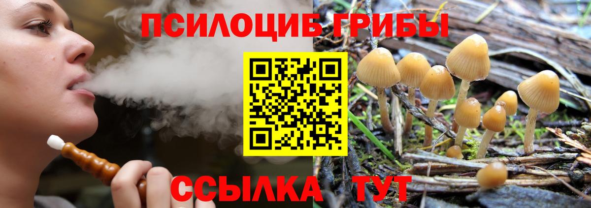 Псилоцибиновые грибы Psilocybe Волгодонск